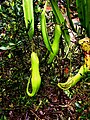 Nepenthes alata ? Pitcher Plants P3170209-1.jpg