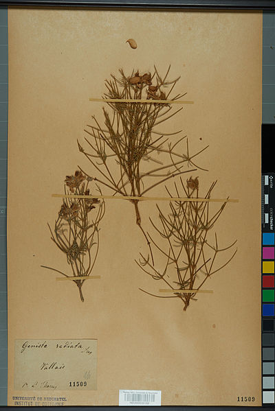 File:Neuchâtel Herbarium - Genista radiata - NEU000035162.jpg