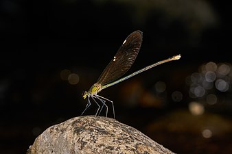 Stream Glory Neurobasis chinensis, female