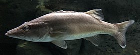 Ara (Niphon spinosus) em Oga Aquarium, Japão.