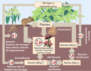 Cicle Del Nitrogen