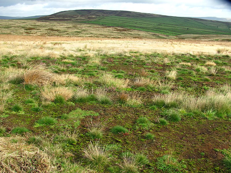 File:Not so boring grassland - geograph.org.uk - 3704250.jpg