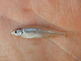 Notropis buchanani