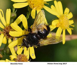 <i>Nowickia ferox</i> Species of fly