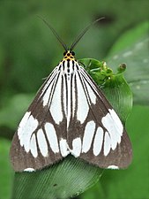 Nyctemera coleta (Marbled white moth)