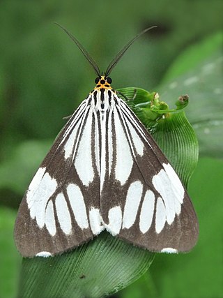 <i>Nyctemera coleta</i> Species of moth