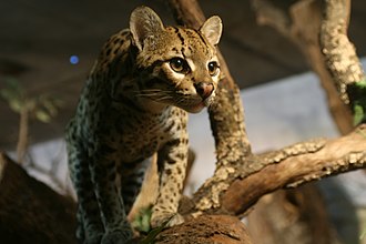 The ocelot is a carnivore and primarily active during twilight and at night OCELOTE PRIMER PLANO.jpg