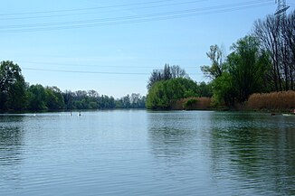 The Old Rhine above Ginsheim