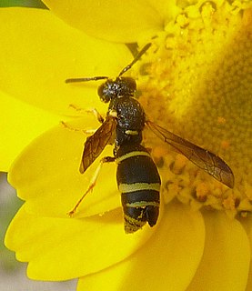 <i>Odynerus spinipes</i> Species of wasp