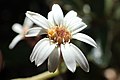 Olearia avicenniifolia