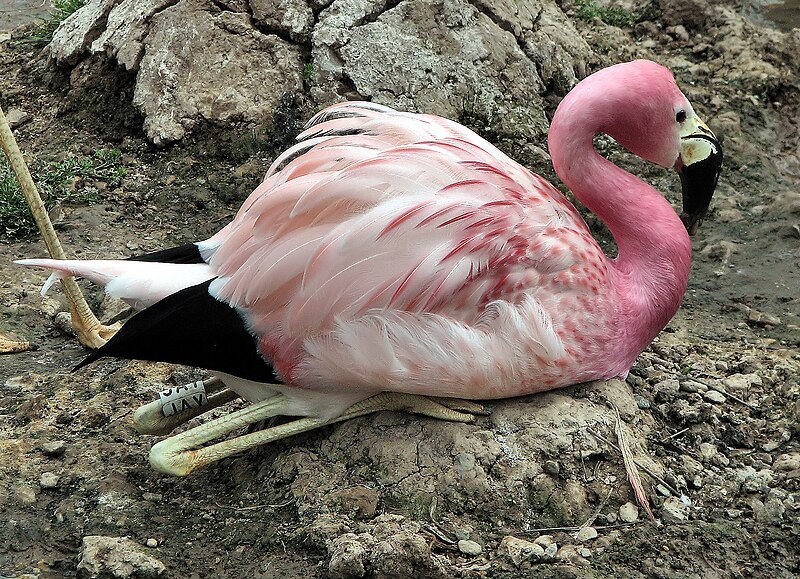 File:One andeanflamingo 2006 arp.jpg