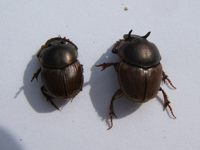 File:Onthophagus gazella male 2 sjh.jpg