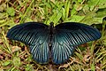 * Nomination Open wing Basking of Papilio memnon Linnaeus, 1758 – Great Mormon ( Male - Form agenor ). By User:Sandipoutsider --Bodhisattwa 05:59, 17 November 2022 (UTC) * Promotion  Support Good quality. --Jakubhal 06:16, 17 November 2022 (UTC)