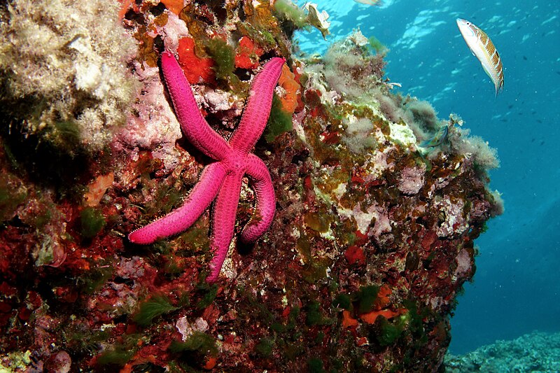 File:Ophidiaster ophidianus (Purple starfish, Purpurroter Seestern) (22489781835).jpg