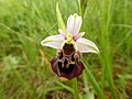 Ophrys holosericea France - Fort Louis