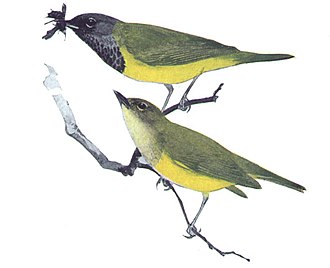 A MacGillivray's warbler pair by Bruce Horsfall Oporornis tolmieiMFEMP19CB.jpg