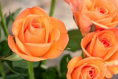 Orange cut roses in Bro Church graveyard