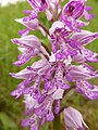 Orchis militaris France - Fort-Louis