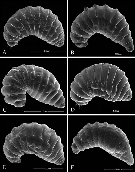 File:Ormyridae (10.3897-zookeys.644.10035) Figure 5.jpg