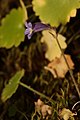 Orobanche uniflora