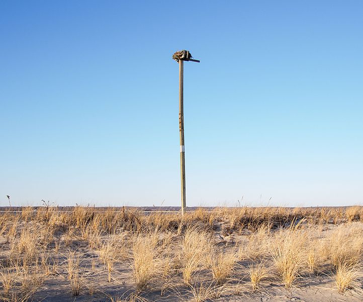 File:Osprey nest (52381).jpg