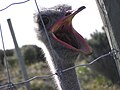 Ostrich head 04.jpg
