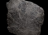 Otozamitler Anina jurassic (15586380432) .jpg