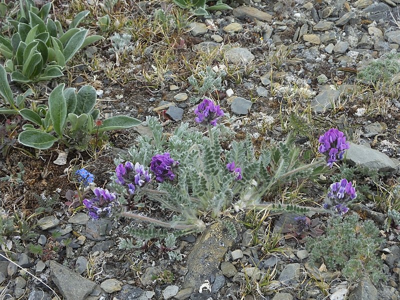 File:Oxytropis uschakovii.jpg