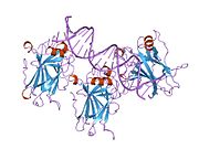 1tup: TUMOR SUPPRESSOR P53 COMPLEXED WITH DNA