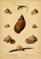 Plate Mollusca II "Nanina vitrinoides, Cyclostoma aplustre, Tomigerus principalis, Cyclostoma formosum, Bulimus irroratus"