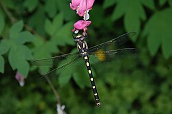 שפירית Spiketail שפירית.jpg