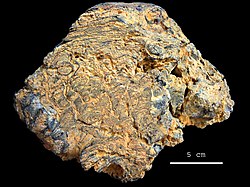 Paleoproterozoic stromatolites Franceville.jpg