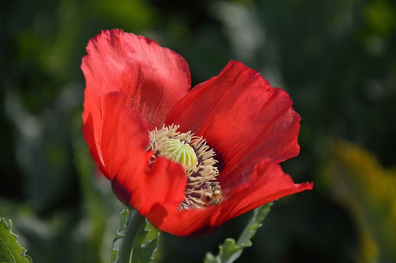 File:Papaver rhoeas - Kolkata 2014-02-13 8866.JPG