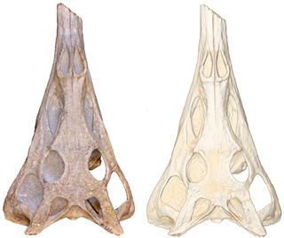 <i>Paleorhinus</i> Extinct genus of reptiles