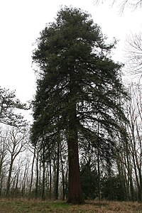 Vaux-le-Pénil'deki Melunais Faucigny-Lucinge parkındaki sekoya ağacı