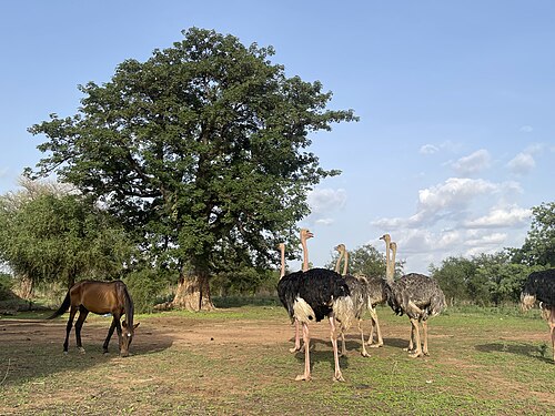 Parc animalier de Ziniaré. Photographe: Fabien SAWADOGO