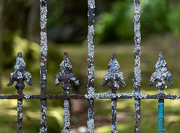 Parmeliaceae on a metal gate , Parque Terra Nostra, Furnas, São Miguel Island, Azores, Portugal