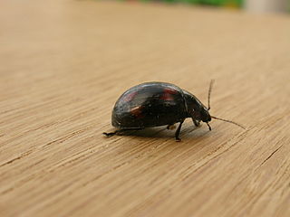 <i>Paropsisterna beata</i> Species of beetle