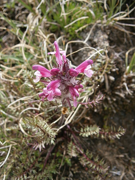 File:Pedicularis rosea allionii 002.JPG