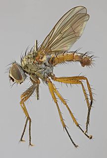<i>Pegomya bicolor</i> Species of fly