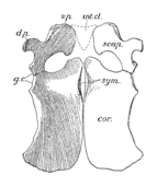 Diagram bahu korset dari Peloneustes, dilihat dari atas