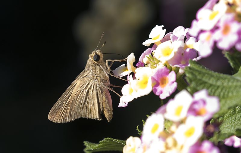 File:Pelopidas thrax - Millet Skipper 04-2.jpg