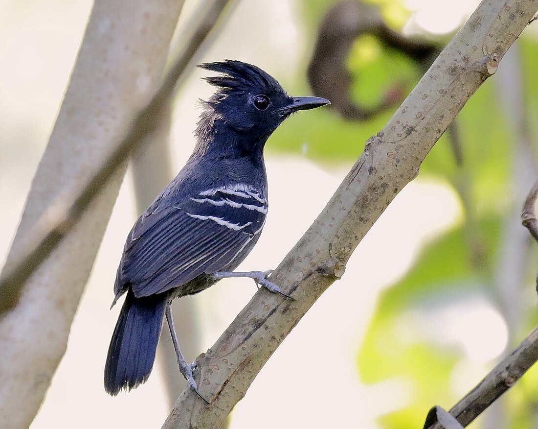 White-lined antbird