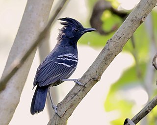 White-lined antbird species of bird