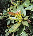 Avokadon eli hedelmäavokadon (Persea americana) kukkia