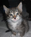 A kitten (young cat) of Persian Cat.