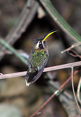 <span class="mw-page-title-main">Minute hermit</span> Species of hummingbird