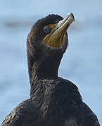 Phalacrocorax auritus Amos Waites Park Toronto.jpg