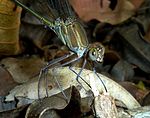 Phaon iridipennis, manlik, naby3, Krantzkloof NR.jpg