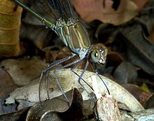 Phaon iridipennis ، manlik ، naby3 ، Krantzkloof NR.jpg